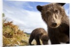 Brown Bear Cubs, Katmai National Park, Alaska by Anonymous
