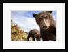 Brown Bear Cubs, Katmai National Park, Alaska by Anonymous