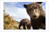 Brown Bear Cubs, Katmai National Park, Alaska by Anonymous