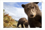 Brown Bear Cubs, Katmai National Park, Alaska by Anonymous