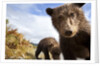 Brown Bear Cubs, Katmai National Park, Alaska by Anonymous
