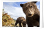 Brown Bear Cubs, Katmai National Park, Alaska by Anonymous
