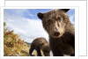 Brown Bear Cubs, Katmai National Park, Alaska by Anonymous