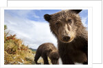 Brown Bear Cubs, Katmai National Park, Alaska by Anonymous