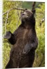 Brown Bear, Katmai National Park, Alaska by Anonymous