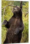 Brown Bear, Katmai National Park, Alaska by Anonymous