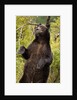 Brown Bear, Katmai National Park, Alaska by Anonymous