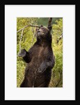 Brown Bear, Katmai National Park, Alaska by Anonymous