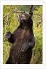 Brown Bear, Katmai National Park, Alaska by Anonymous