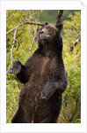Brown Bear, Katmai National Park, Alaska by Anonymous