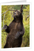 Brown Bear, Katmai National Park, Alaska by Anonymous