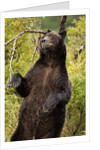 Brown Bear, Katmai National Park, Alaska by Anonymous