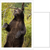 Brown Bear, Katmai National Park, Alaska by Anonymous