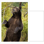 Brown Bear, Katmai National Park, Alaska by Anonymous