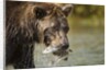 Brown Bear, Katmai National Park, Alaska by Anonymous