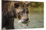 Brown Bear, Katmai National Park, Alaska by Anonymous
