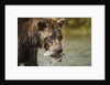 Brown Bear, Katmai National Park, Alaska by Anonymous
