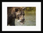 Brown Bear, Katmai National Park, Alaska by Anonymous