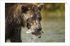 Brown Bear, Katmai National Park, Alaska by Anonymous