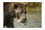 Brown Bear, Katmai National Park, Alaska by Anonymous