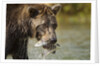 Brown Bear, Katmai National Park, Alaska by Anonymous
