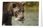 Brown Bear, Katmai National Park, Alaska by Anonymous