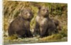 Brown Bear, Katmai National Park, Alaska by Anonymous