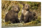 Brown Bear, Katmai National Park, Alaska by Anonymous