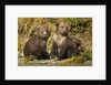 Brown Bear, Katmai National Park, Alaska by Anonymous