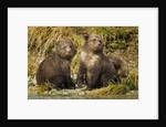 Brown Bear, Katmai National Park, Alaska by Anonymous