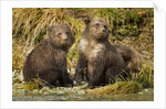 Brown Bear, Katmai National Park, Alaska by Anonymous