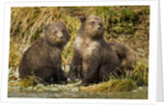 Brown Bear, Katmai National Park, Alaska by Anonymous