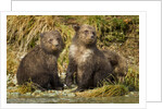 Brown Bear, Katmai National Park, Alaska by Anonymous