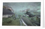 Spawning Salmon, Katmai National Park, Alaska by Anonymous