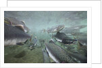 Spawning Salmon, Katmai National Park, Alaska by Anonymous