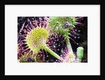 Round Leaved Sundew by Anonymous