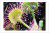 Round Leaved Sundew by Anonymous