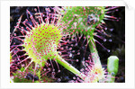 Round Leaved Sundew by Anonymous