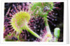 Round Leaved Sundew by Anonymous