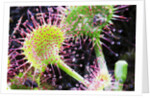 Round Leaved Sundew by Anonymous