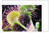 Round Leaved Sundew by Anonymous