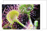 Round Leaved Sundew by Anonymous