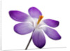 Crocus vernus, Giant Spring Crocus by Anonymous