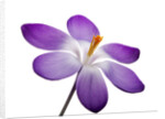 Crocus vernus, Giant Spring Crocus by Anonymous