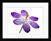 Crocus vernus, Giant Spring Crocus by Anonymous