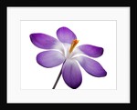 Crocus vernus, Giant Spring Crocus by Anonymous