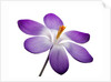 Crocus vernus, Giant Spring Crocus by Anonymous