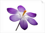 Crocus vernus, Giant Spring Crocus by Anonymous