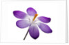 Crocus vernus, Giant Spring Crocus by Anonymous