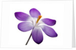 Crocus vernus, Giant Spring Crocus by Anonymous